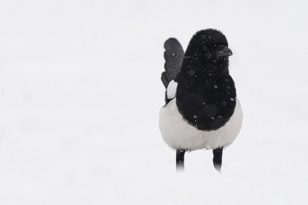 Pie bavarde dans la neige