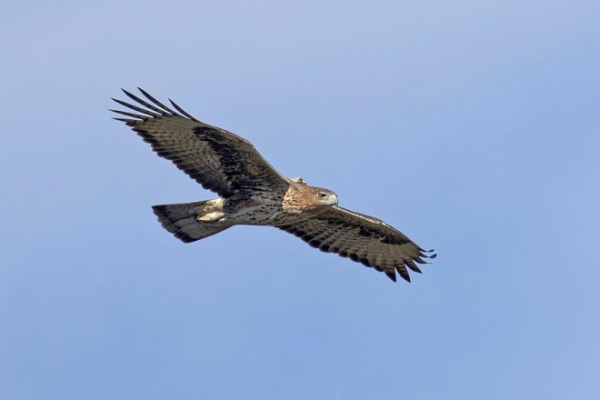 Aigle de Bonelli avec balise GPS