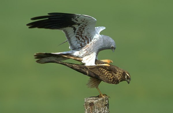 Accouplement de busards cendrés