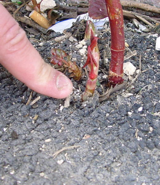 Renouée du Japon perçant le macadam