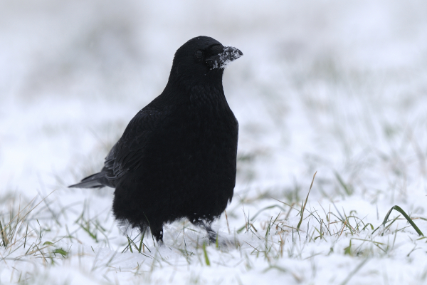 Corneille noire dans la neige