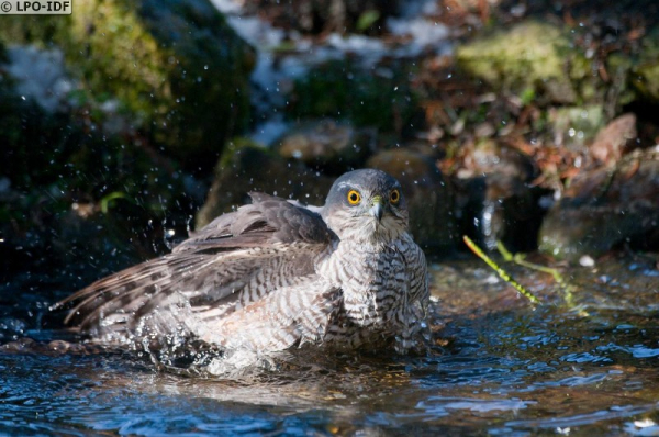 Epervier d'Europe dans l'eau