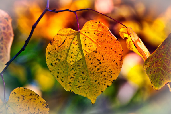 Feuilles en automne / Pixabay
