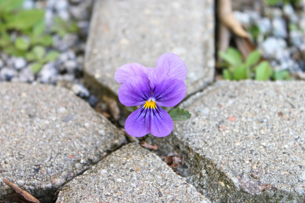 Une violette sauvage (Viola sp.)