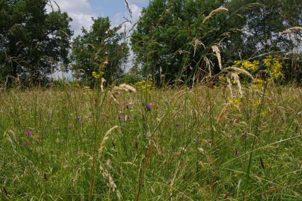 herbes hautes