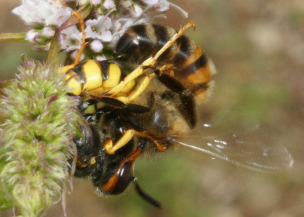 Début de l’attaque, l’abeille tente en vain de piquer son agresseur