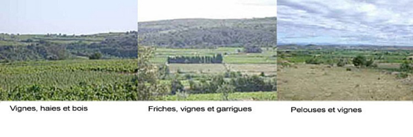 Quelques photos des habitats utilisés par les faucons crécerellettes dans l'Hérault