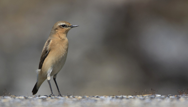 Traquet motteux (Oenanthe oenanthe) &copy; Jean-Luc Pinaud