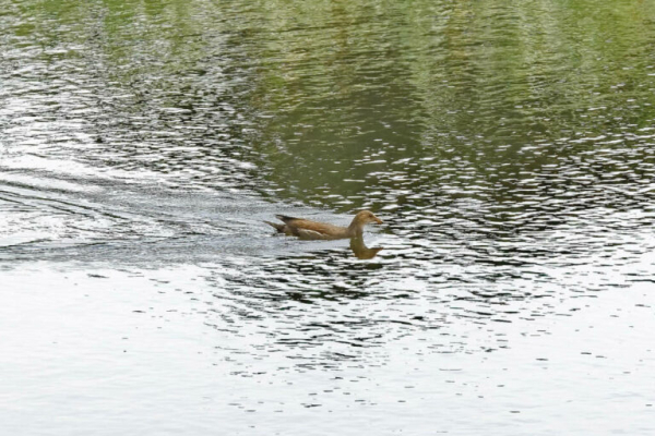Une poule d&rsquo;eau juv&eacute;nile &copy; Groupe local LPO Hy&egrave;res Les Maures