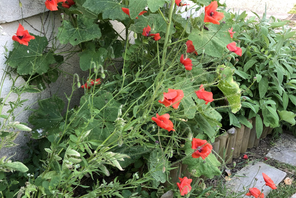 Coquelicots (Papaver rhoeas) des Fonderies Royales © Nicolas Macaire