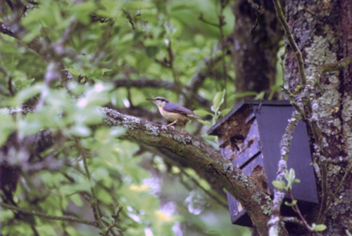 sittelle torchepot posé sur une branche, devant un nichoir installé sur un arbre