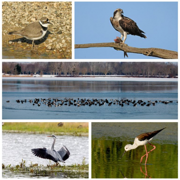 Oiseaux sur la Réserve ornithologique de Saint-Cyr