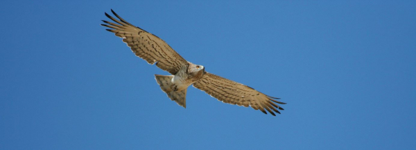 Circaète Jean-le-Blanc, en vol, dans le ciel bleu