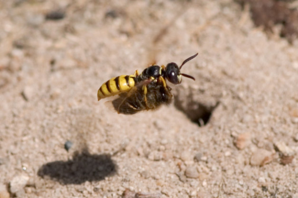 Philanthe en vol, tenant une abeille