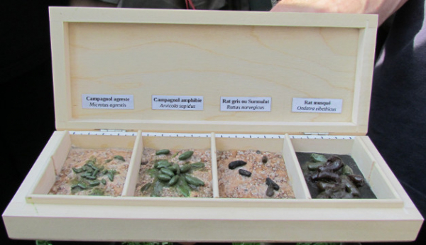 Comparaison de diverses crottes dans une boite démonstration