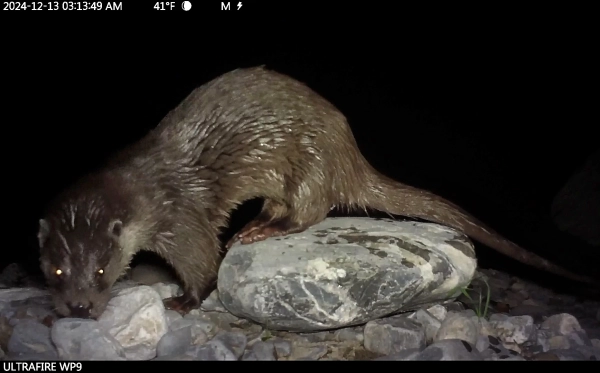 Loutre d'Europe filmée de nuit