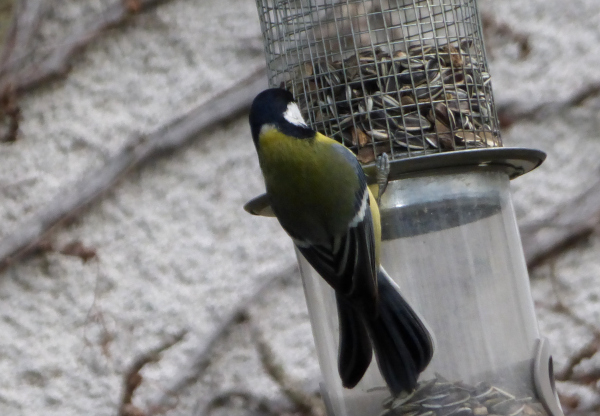 Mésange charbonnière à la mangeoire © Isabelle Vadrot