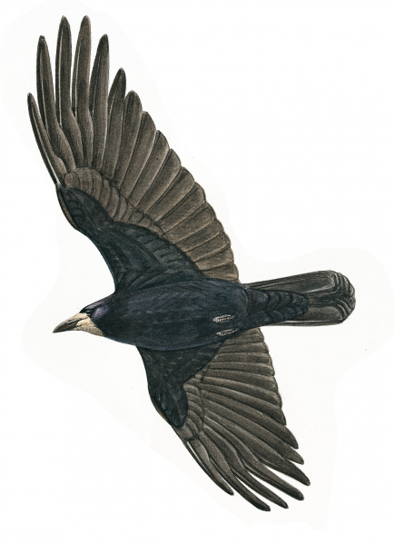 Illustration représentant un Corbeau freux