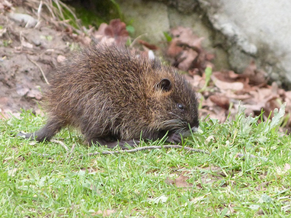 Ragondin dans l'herbe