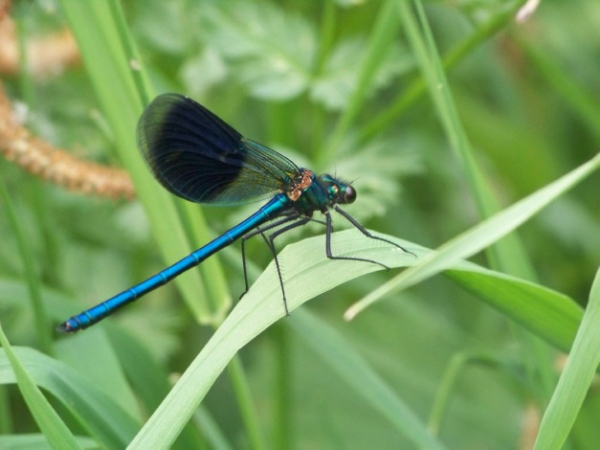 Calopteryx splendens