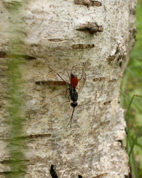 Femelle d’Aulacus striatus (ovipositeur recourbé) recherchant une galerie de Sirex-chameau sur le tronc du bouleau