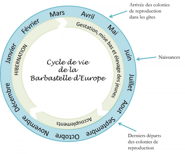 Cycle de vie Barbastelle d'Europe