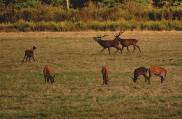 Parade de Cerfs auprès des biches