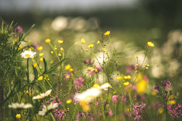 Prairie