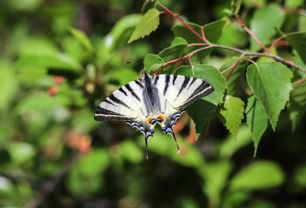 Flambé (Iphiclides podalirius) / istock