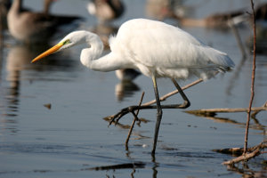 Grande aigrette