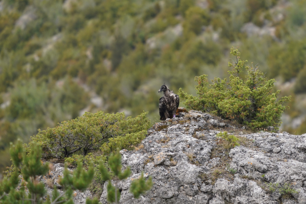 Rei del causse après son envol