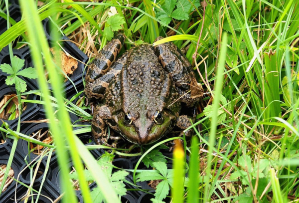 Grenouille rieuse dans l'herbe