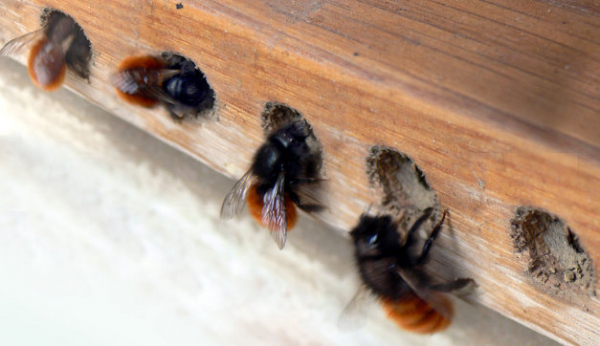 Trous pour abeilles