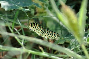 Chenille de Machaon