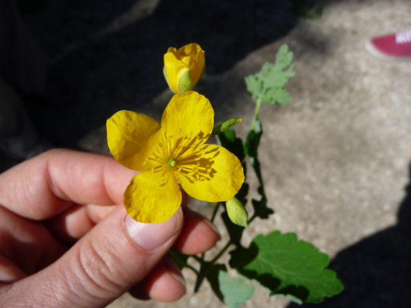 Fleur et corolle