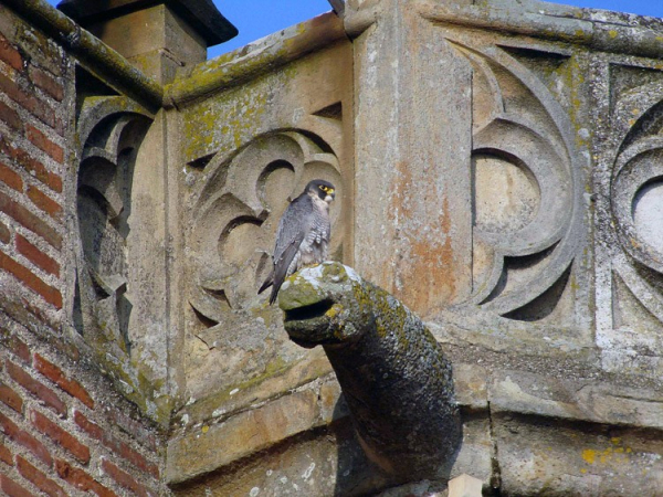 Pèlerin sur la cathédrale Sainte-Cécile d'Albi