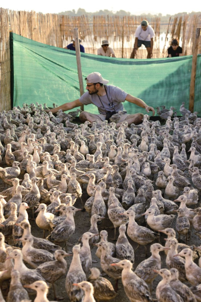 Surveillance des poussins &copy; St&eacute;phanie DAVILMA
