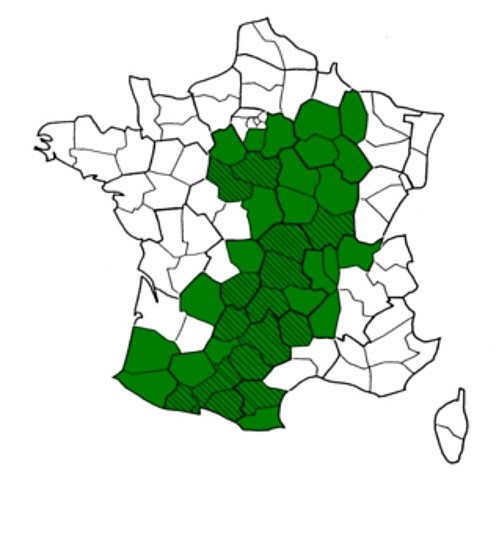 Répartition potentielle de l’aigle botté (en vert) et localisation des suivis actuellement réalisés (en rayé). Réseau Aigle botté/ LPO Mission Rapaces. Cahiers de la surveillance 2010.