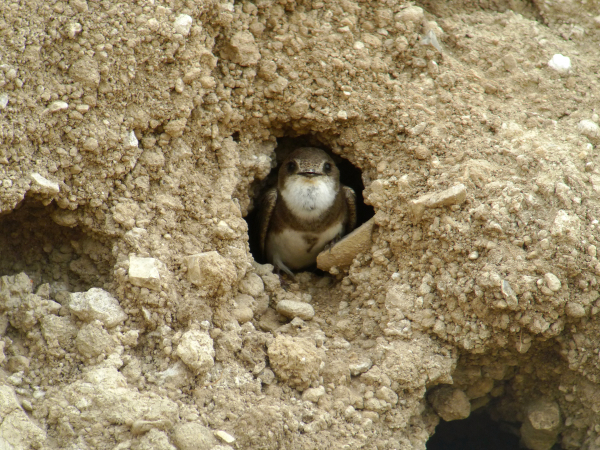 Hirondelle de rivage dans son nid