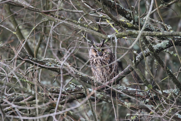 Hibou moyen-duc dans les branches