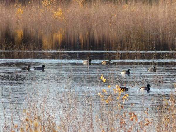 Etang du Grand Albert en eau – Jean-Marc Taupiac