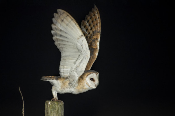 L’effraie des clochers (Tyto alba)