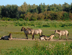 Chevaux Pjrevalski