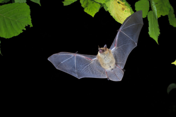 Murin à oreilles échancrées en vol, de nuit