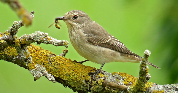Le gobemouches gris (Muscicapa striata) est un passereau des jardins strictement insectivore © Fabrice Croset