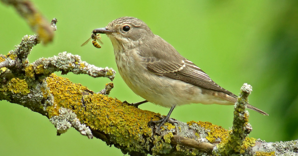 Le gobemouches gris (Muscicapa striata) est un passereau des jardins strictement insectivore © Fabrice Croset