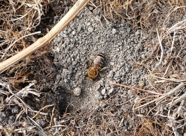 Coll&egrave;te du lierre (Colletes hederae) &copy; Jean-Yves Moitrot