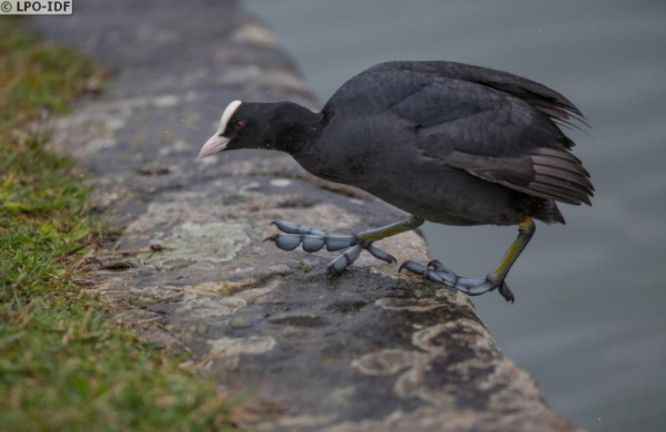 Foulque macroule sortant de l'eau