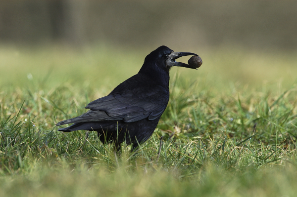 Corbeau freux qui mange une noix