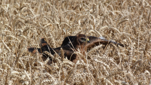 Busard cendré juvénile au sol entre les blés